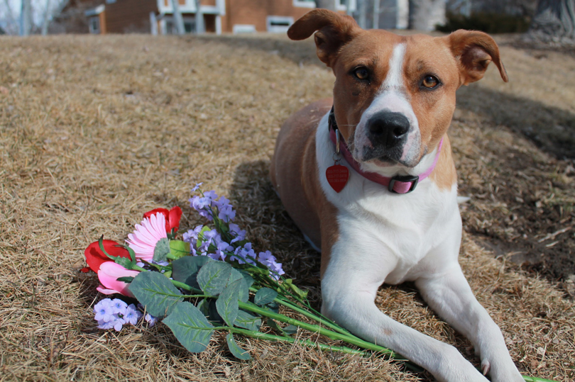 Lucy, 3-year-old Basenji/Pit Bull Mix 