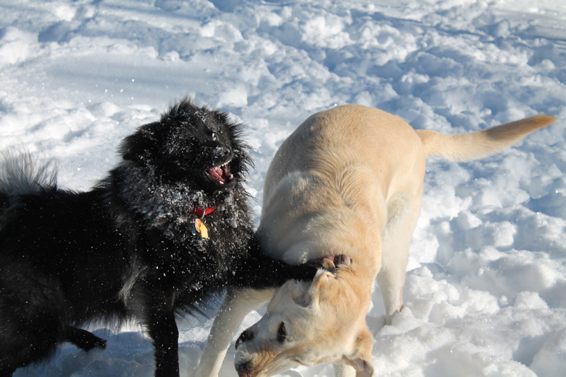 Featured image for “The Pooch Project”