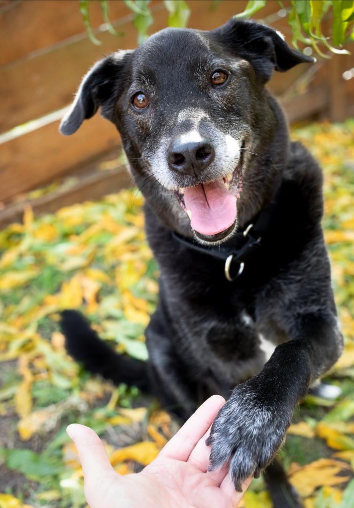 Senior dog from Grey Muzzle Foundation