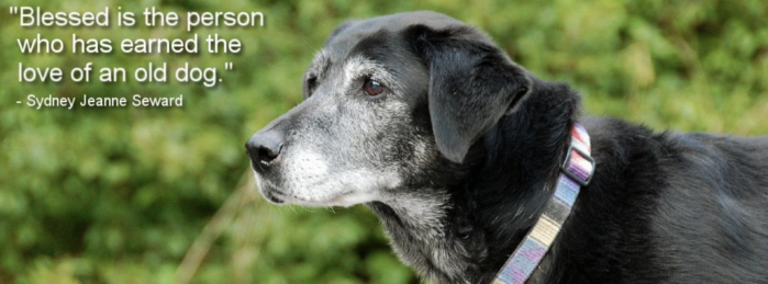 Featured image for “Grey Muzzle Organization Gives Senior Dogs A Second Chance”