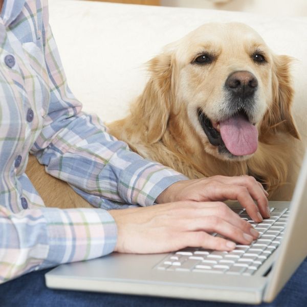 dog writer on computer