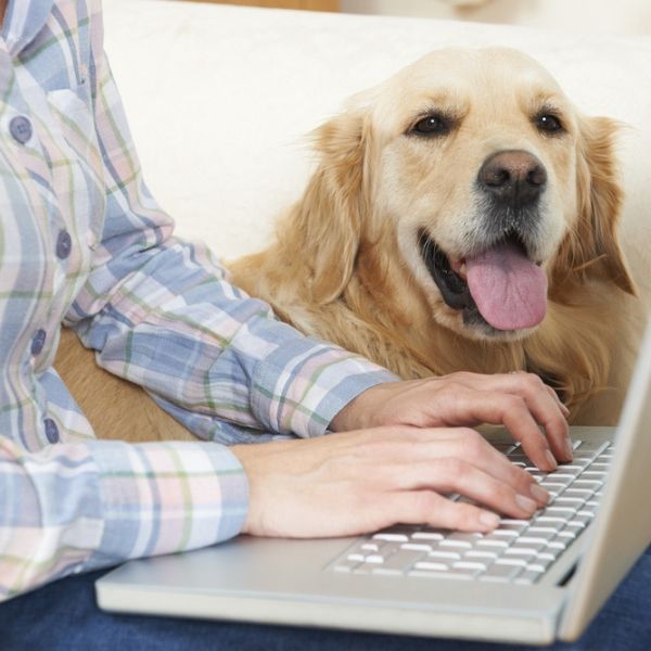 Featured image for “Top Reasons To Become A Dog Writers Association of America Member”