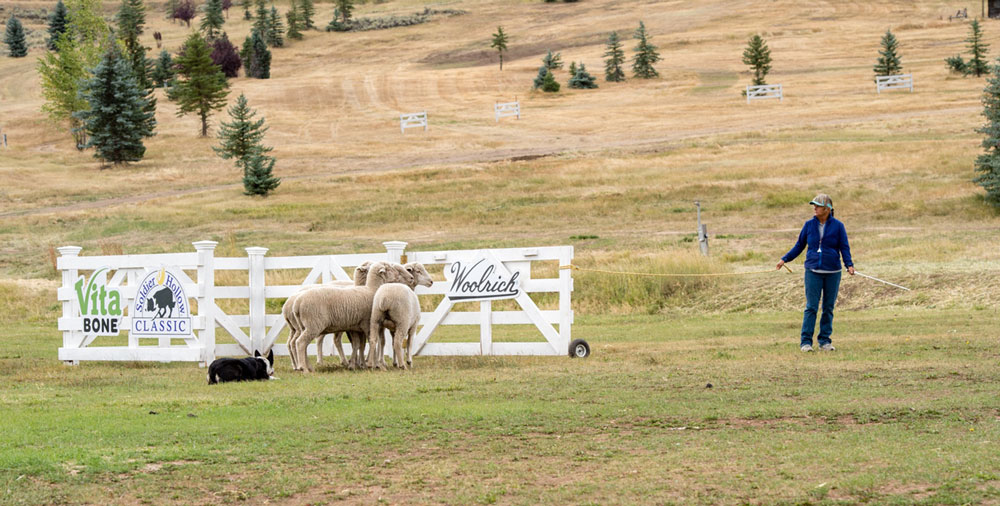 Kay Stephens and her dog, Storm, pen sheep at the Soldier Hollow Classic in Utah. Photo by Carol Clawson