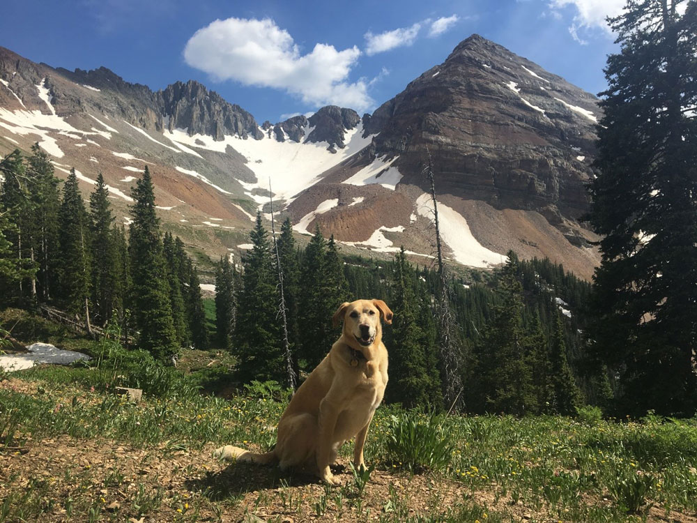 Rio smiles on a hike in Colorado. Bryan Fryklund and Jen Reeder sponsor The Rio Award in DWAA’s Writing Competition each year to honor an article, book or essay that profiles a dog who changed someone’s life in a profoundly positive way. Photo credit: Jen Reeder