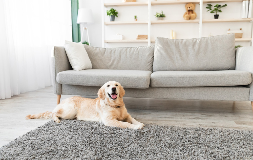 Featured image for “The Sofa Situation”