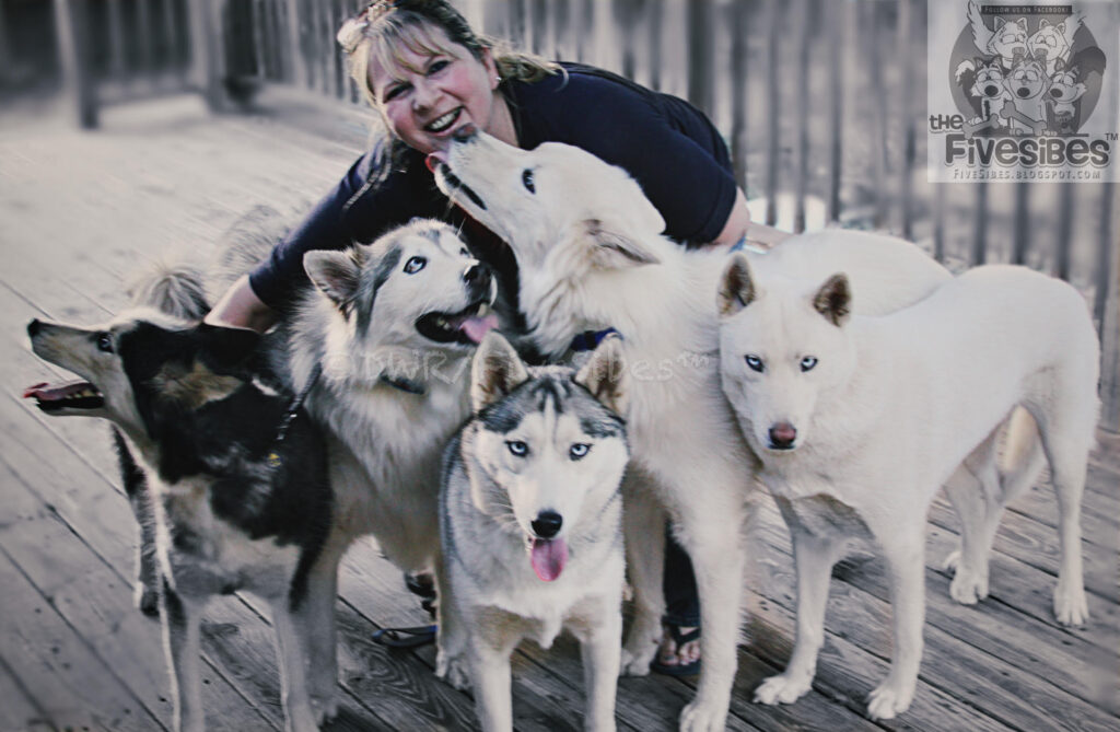Dorothy &quot;FiveSibesMom&quot; Wills-Raftery and her beloved FiveSibes: Harley, Gibson, Bandit, Wolfie (kissing), and Chloe.