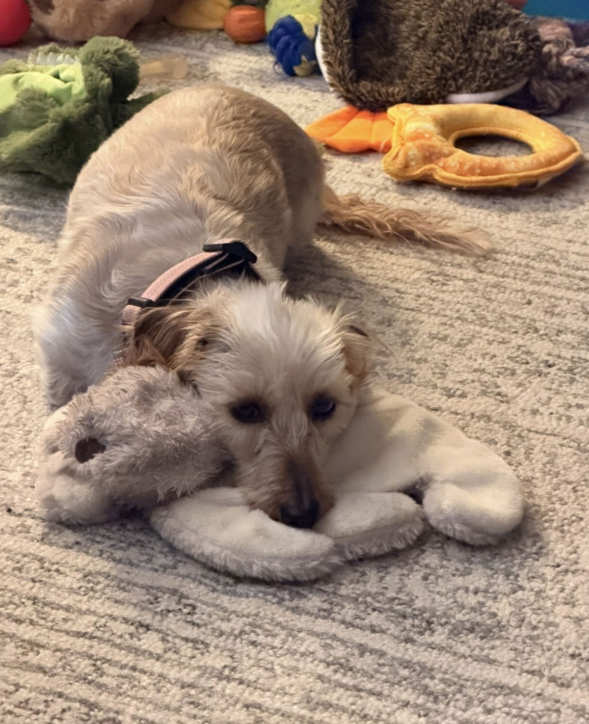 Suzy and her bunny